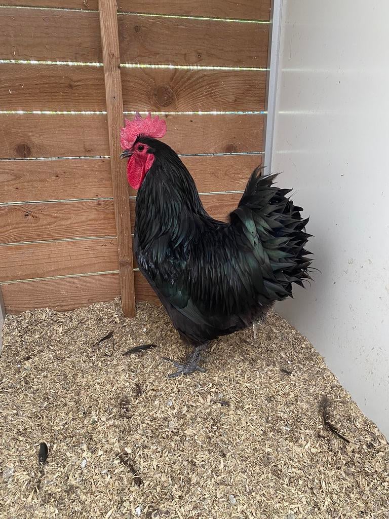 Haan met 2 hennen zwarte australorp, Dieren en Toebehoren, Pluimvee