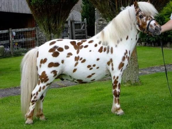 Gezocht: panterbonte pony’s, Merrie