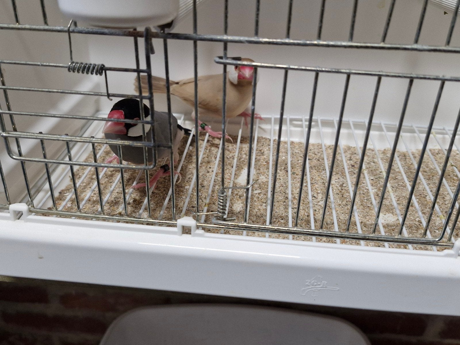 3 koppels paddas mokka -split mokka 2026
35 euro koppel, Dieren en Toebehoren, Vogels | Overige Vogels, Meerdere dieren, Tropenvogel