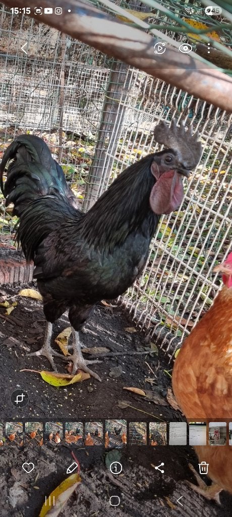 Ayam cemani haan, Dieren en Toebehoren, Mannelijk, Kip