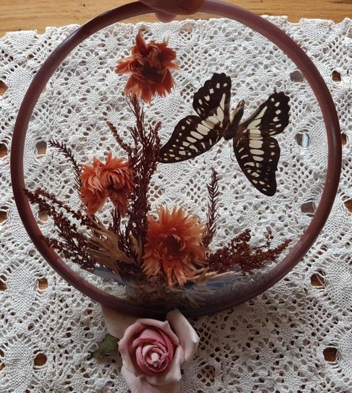 Franse ingelijste vlinder + droogbloemen, Enlèvement ou Envoi