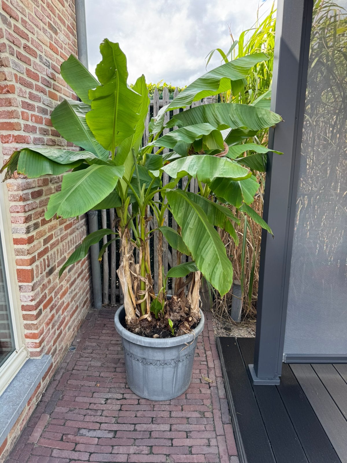 Bananenplanten Musa Basjoo 2 meter hoog ., En pot, 100 à 250 cm, Plein soleil, Enlèvement