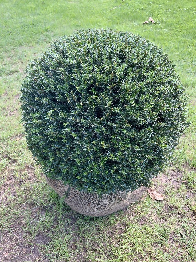 Taxus Baccata bol, Ophalen, Halfschaduw