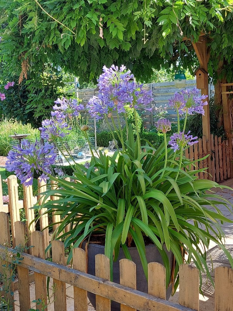 Weelderige agaphantussen, Tuin en Terras, Planten | Tuinplanten, Volle zon, Vaste plant, Zomer, Ophalen