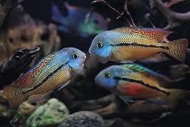 nicaraguensis, Dieren en Toebehoren, Vis, Zoetwatervis