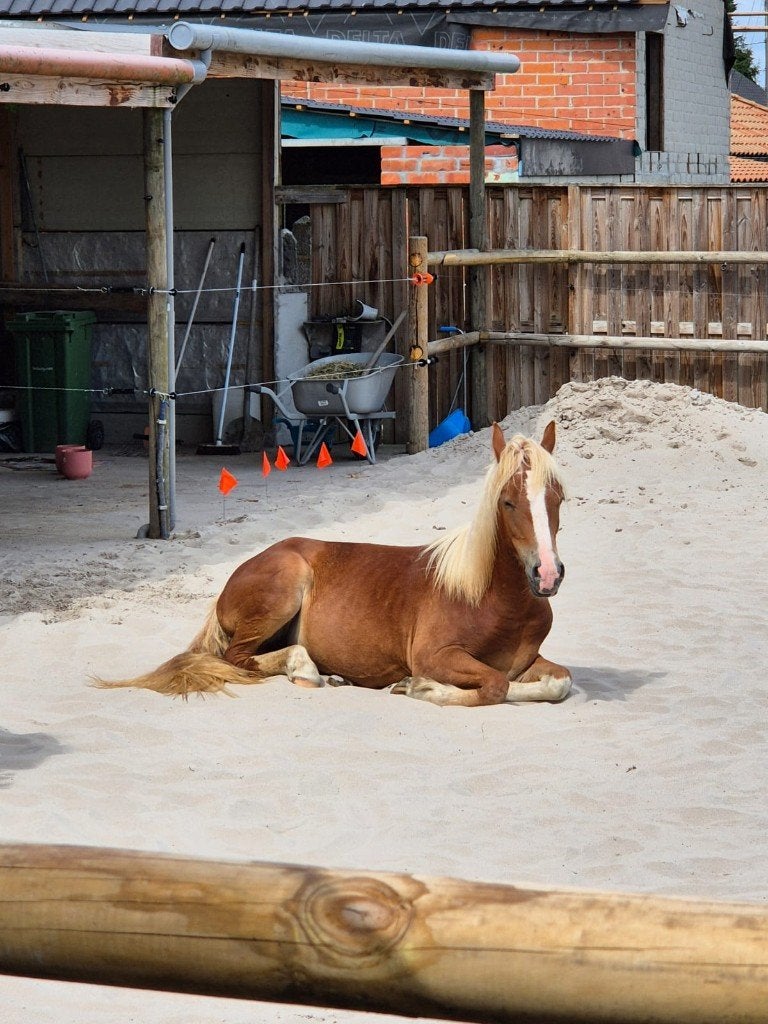 D-pony merrie jaarling, Dieren en Toebehoren, Merrie, Met stamboom, 0 tot 2 jaar, Onbeleerd