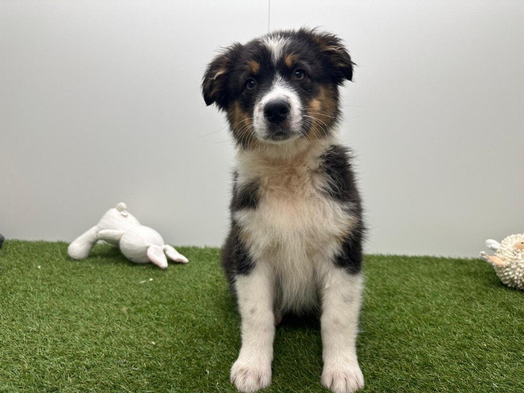 Nid pour chien de berger australien
