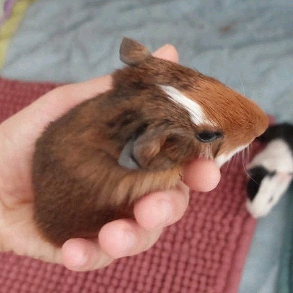 Cavia zeugje met 3 kleintjes, Août, Domestique, Plusieurs animaux, Cobaye