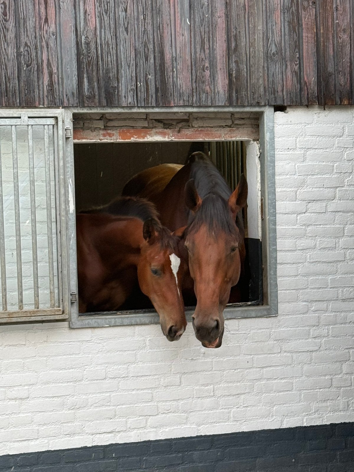 Bomproef springpaard gezocht, Dieren en Toebehoren, Paarden, Minder dan 160 cm, Springpaard
