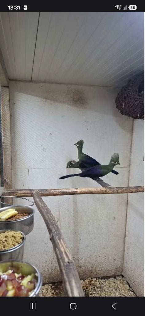 Groene toerako (touraco persa persa), Animaux & Accessoires, Plusieurs animaux, Oiseau tropical, Bagué