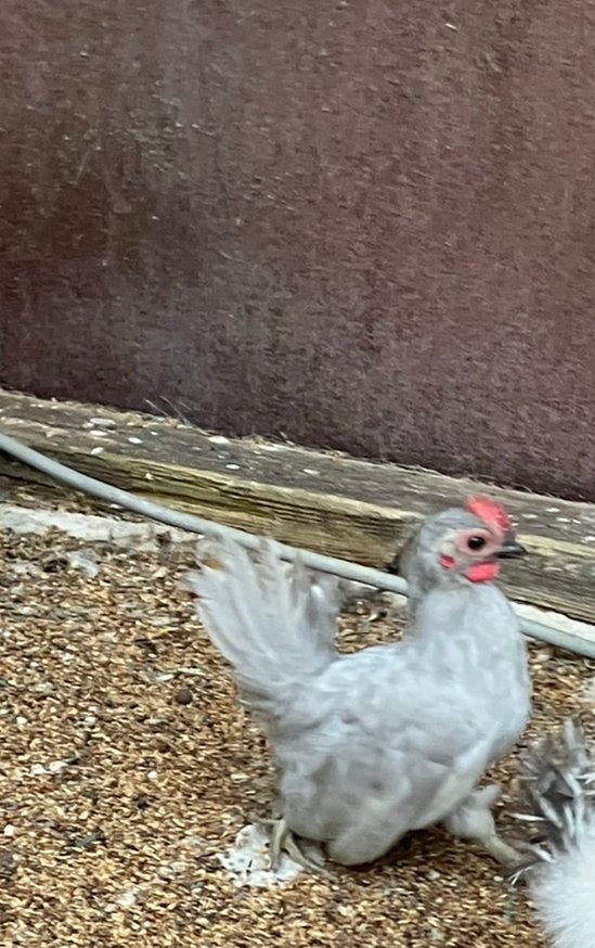 Chabo haan te koop, Animaux & Accessoires, Volatiles, Mâle, Poule ou poulet