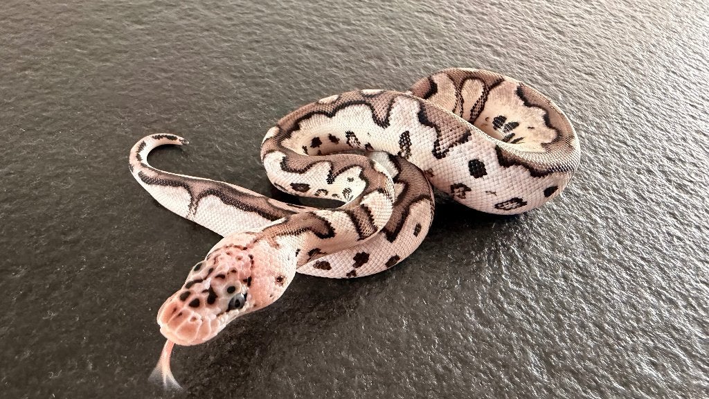 Verschillende ball pythons te koop Ball Python photo 23
