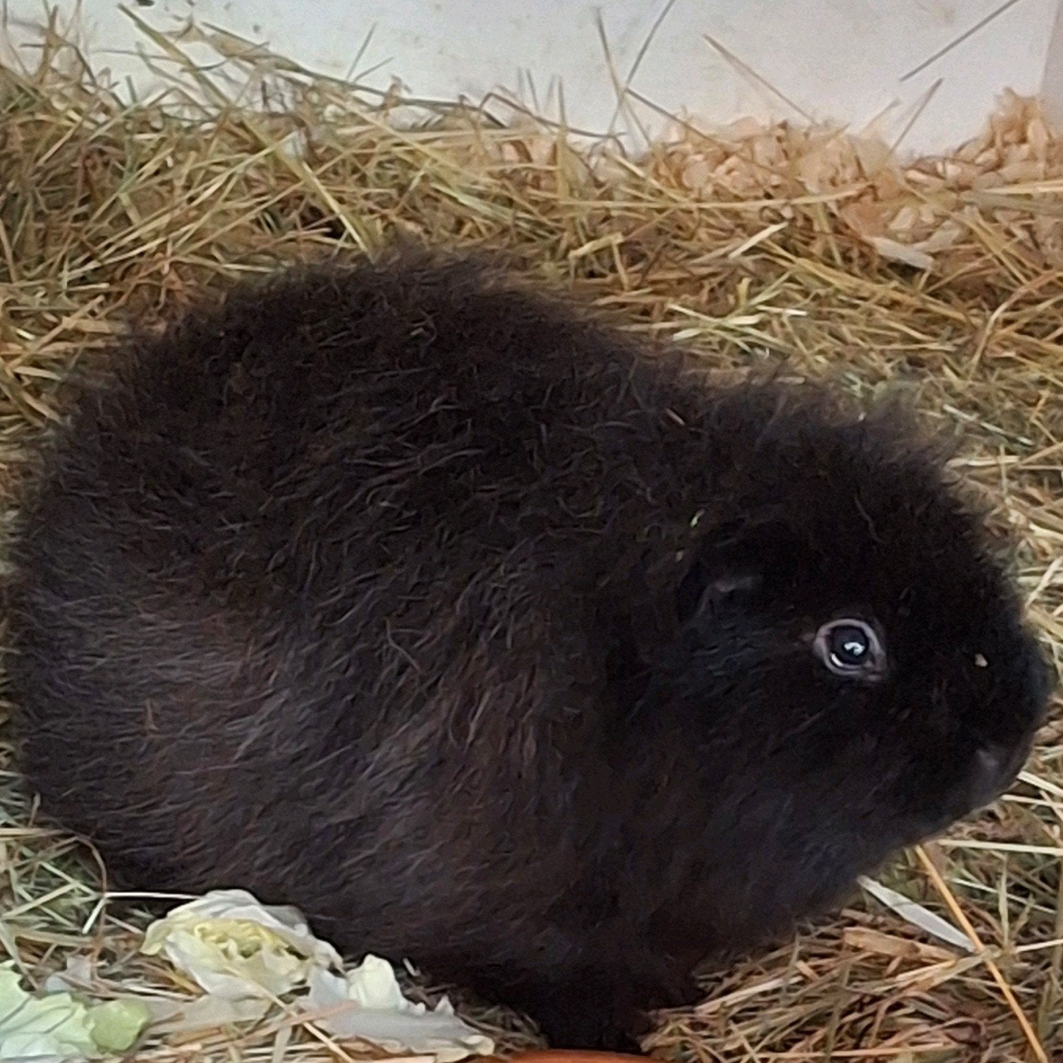 CH Teddy zwarte beer van de keuring, Dieren en Toebehoren, Cavia, Juni, Mannelijk, Tam