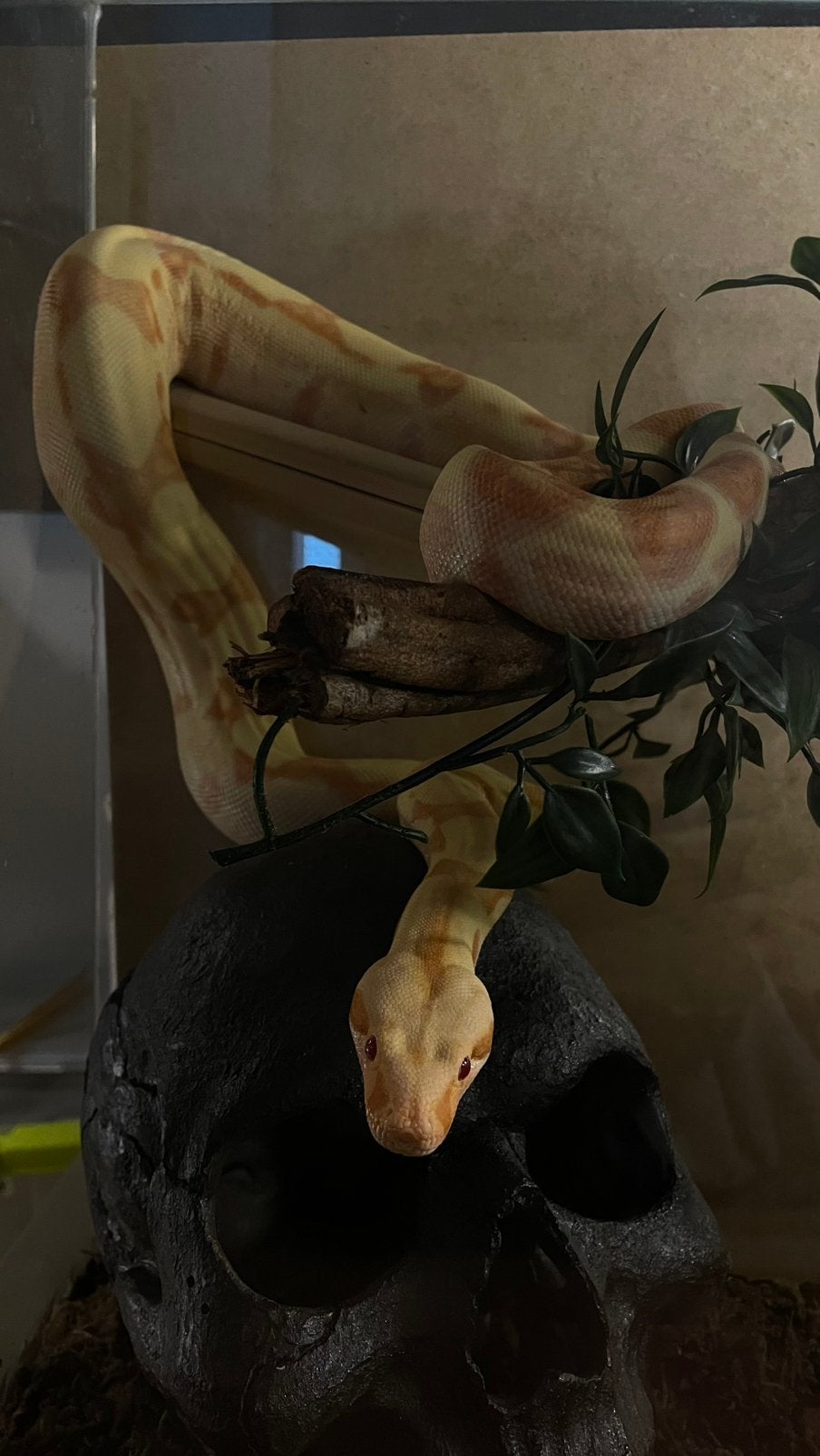 Boa constrictor imperator, Animaux & Accessoires
