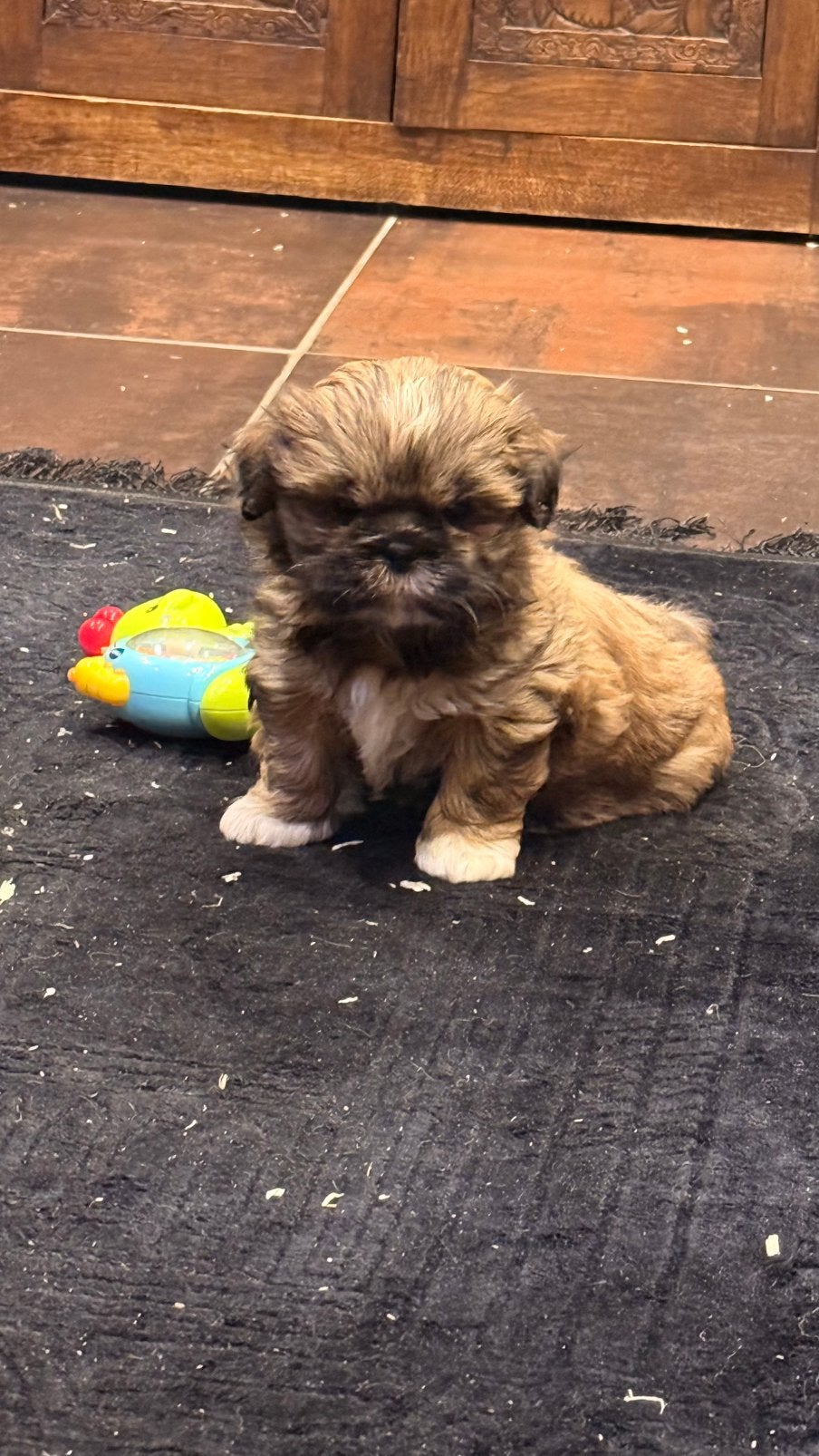 Lhasa apso pups, Dieren en Toebehoren, België, Overige rassen, CDV (hondenziekte), 8 tot 15 weken