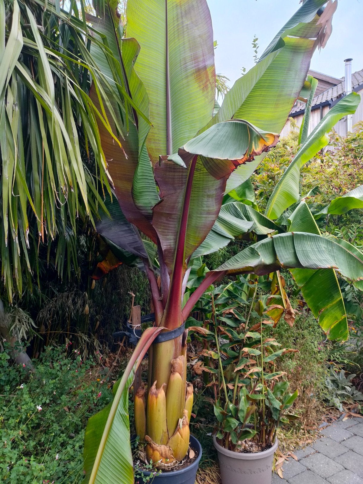 ensete ventricosum 'maurelli', Tuin en Terras, Ophalen