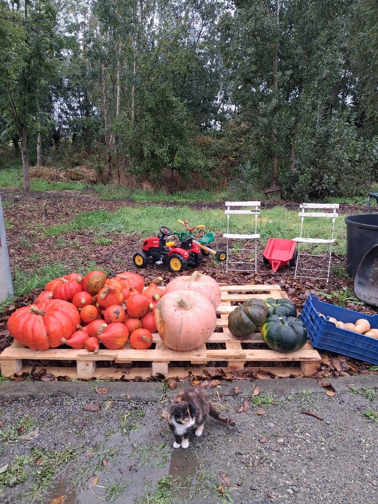 Pompoenen, Tuin en Terras, Ophalen, Nieuw