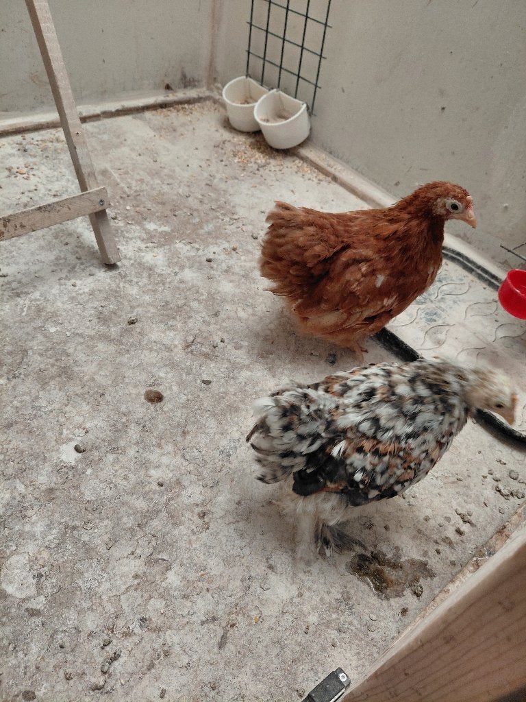 Kippen, Femelle, Poule ou poulet