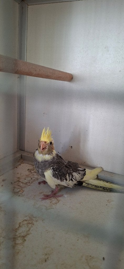 Jonge Valkparkietjes, Geslacht onbekend, Parkiet, Geringd