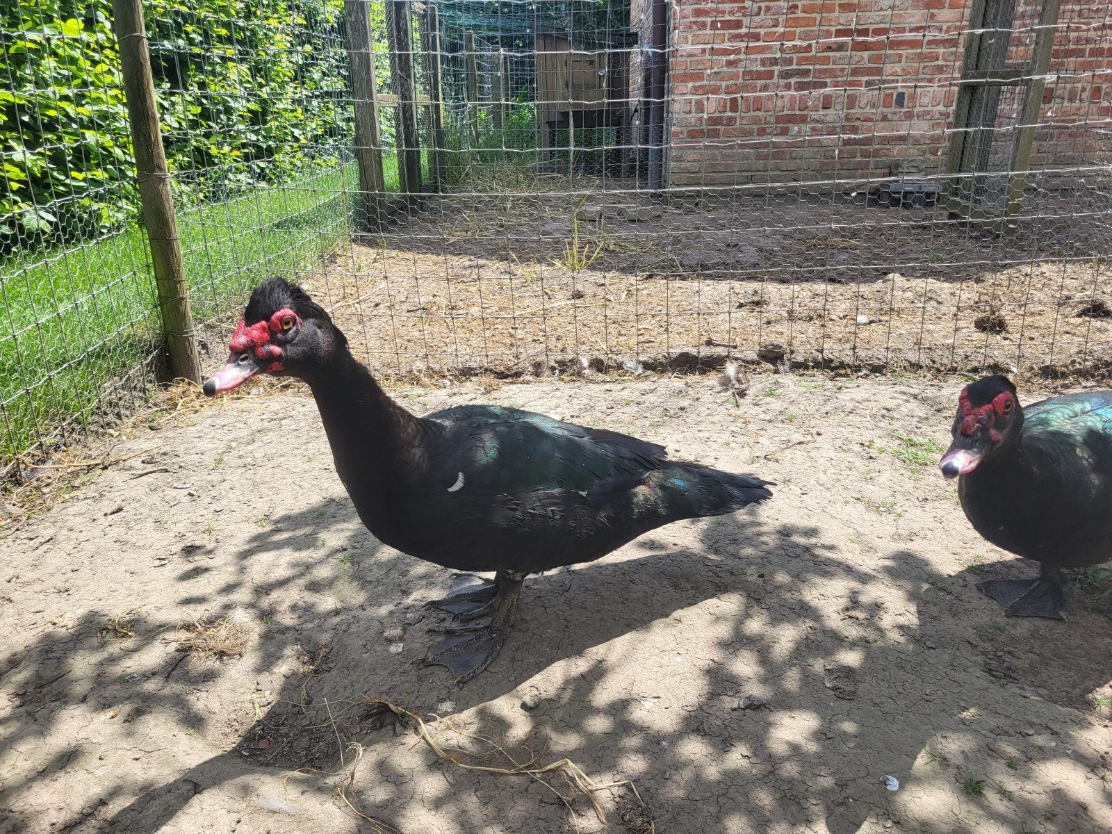 Canard Barberie mâle, Animaux & Accessoires, Volatiles, Mâle, Canard
