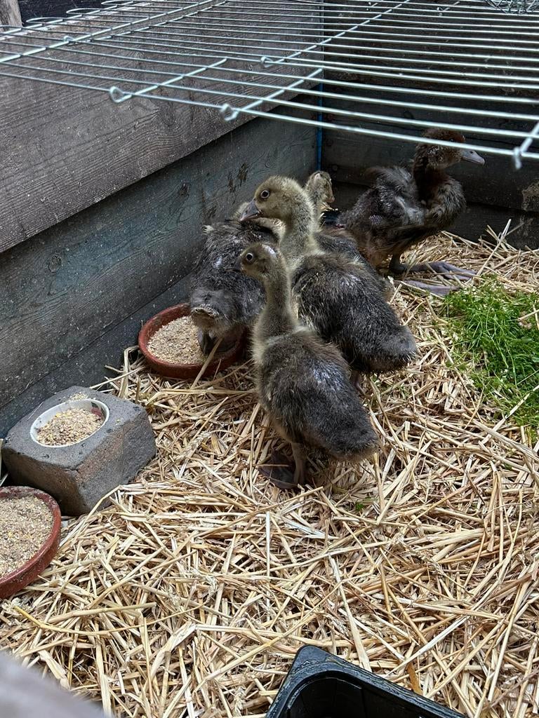 Grauwe ganzenkuikens te koop, Dieren en Toebehoren, Pluimvee, Geslacht onbekend, Gans of Zwaan