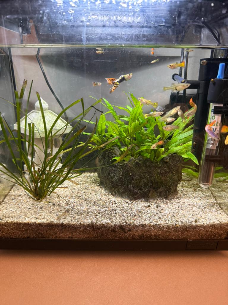 Jongen van onze volwassen guppy’s, Dieren en Toebehoren, Vis, Zoetwatervis, Schoolvis