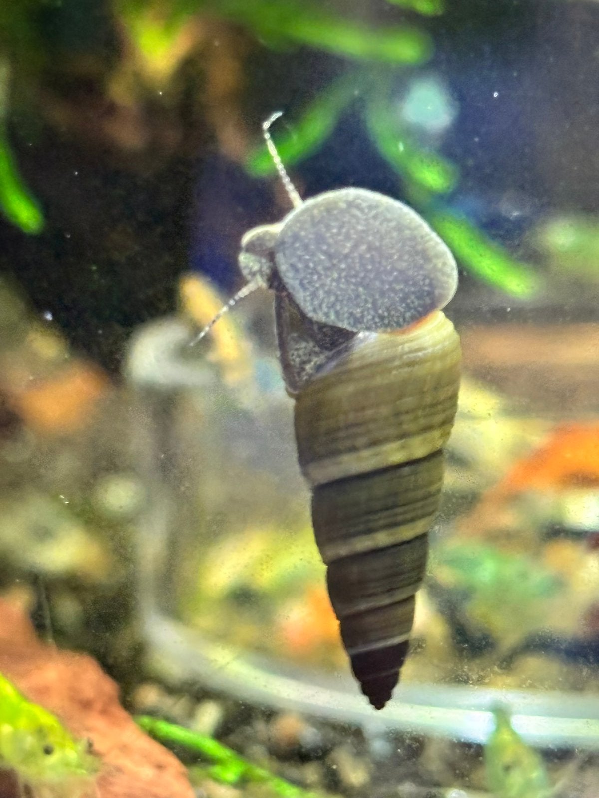Tylomelania slakken (konijnenslak/Sulawesi slak), Animaux & Accessoires, Poissons | Poissons d'aquarium, Escargot ou Mollusque