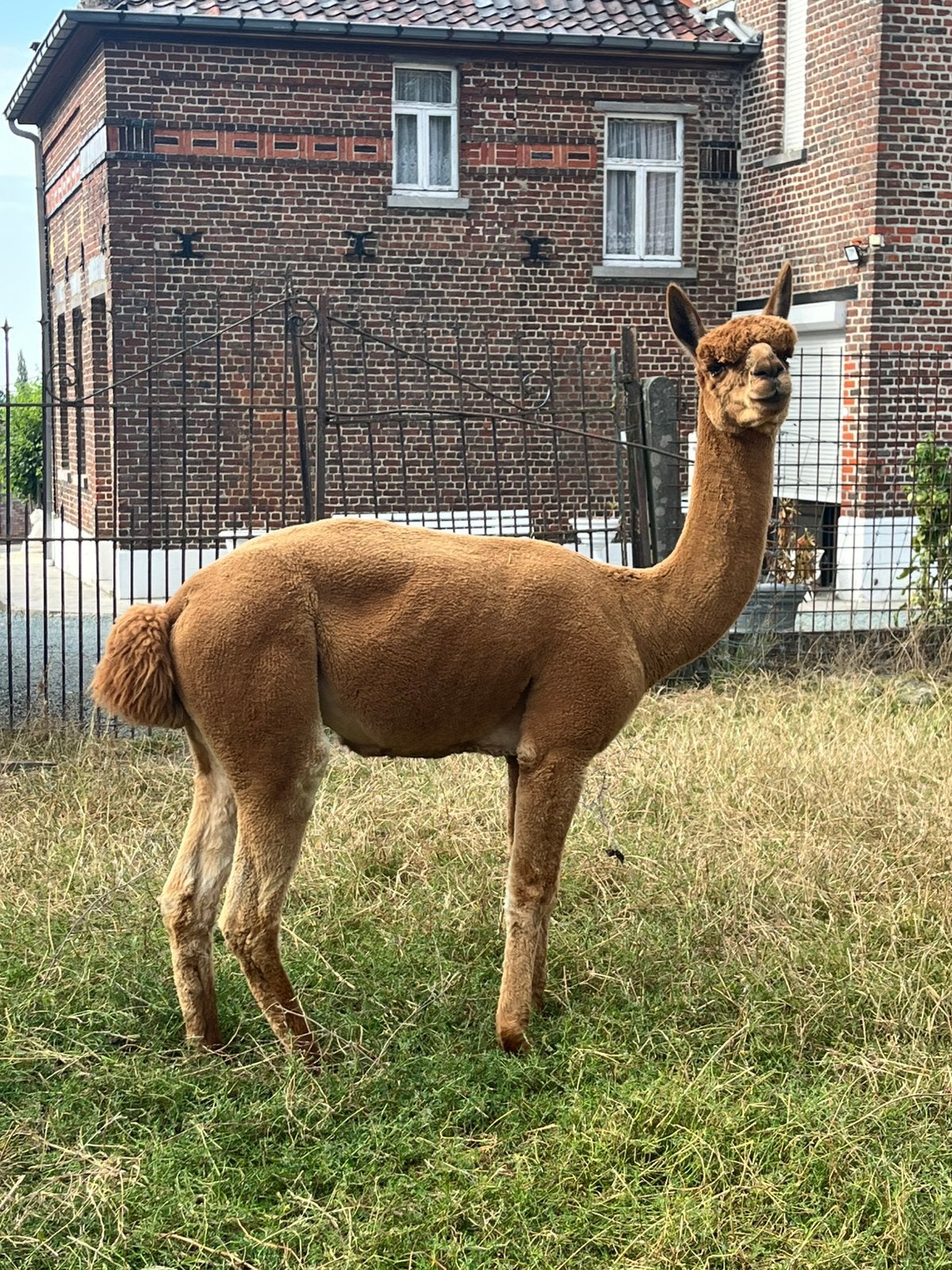 Alpaca dekhengst, Dieren en Toebehoren, Augustus, Mannelijk
