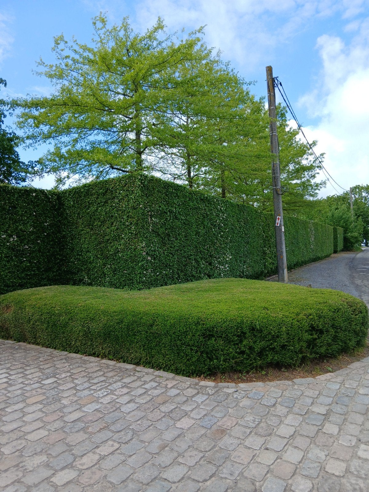 ‼️crataegus monogyna bestel ze nu al aan promoprijzen‼️, Enlèvement