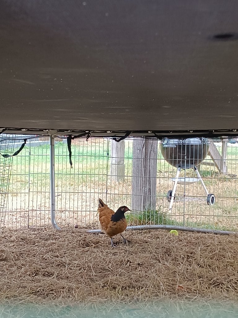 vorwerk kippen, Meerdere dieren, Kip