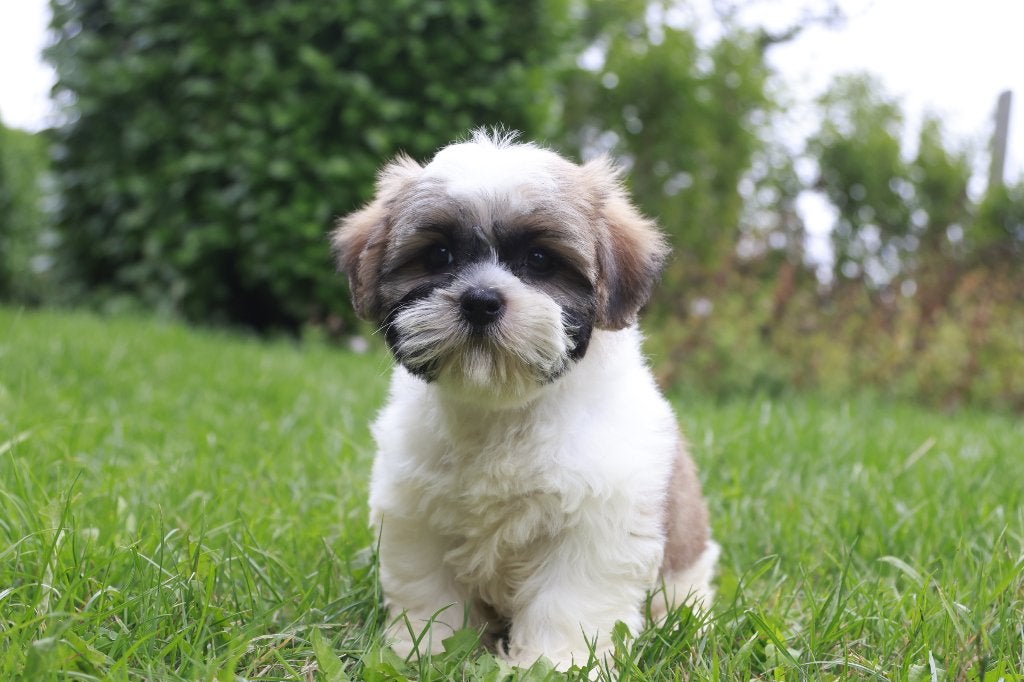 Chiot Shih Tzu femelle, né le 24 juin, propre élevage, Animaux & Accessoires, Maladie de Carré (chiens), Belgique, Un chien, Chienne