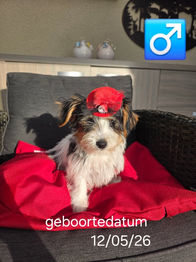 biewer yorkshire reutje, Yorkshire Terriër, België, Reu, 8 tot 15 weken