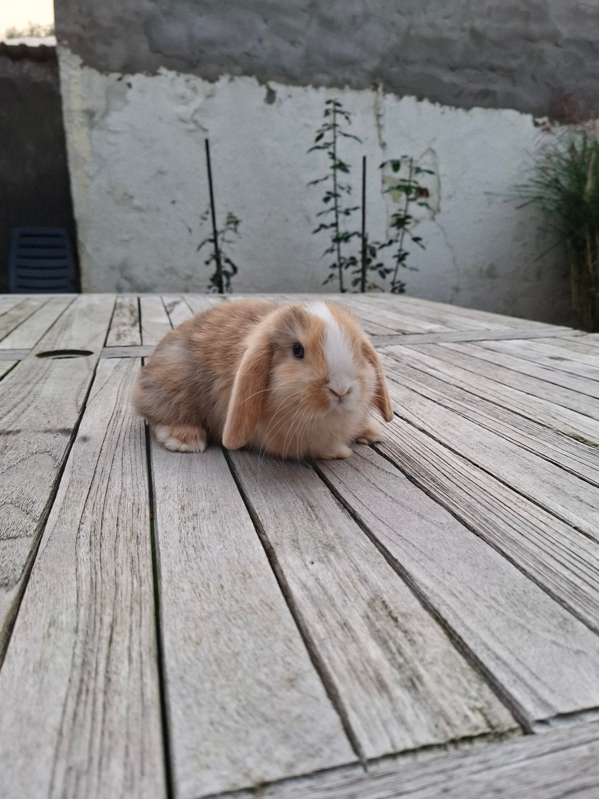 minilop konijntje te koop vrouwtje, Vrouwelijk, Dwerg, Hangoor, 0 tot 2 jaar