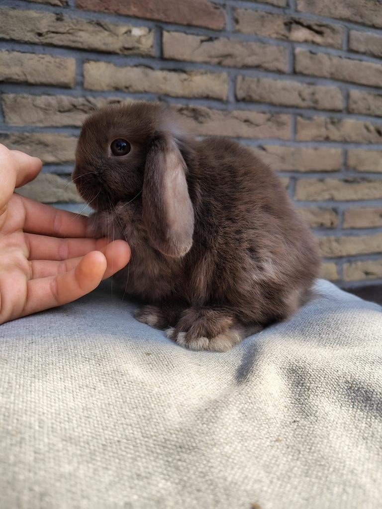Minilop voedsters, Animaux & Accessoires, Lapins, Femelle, Nain, Oreilles tombantes, 0 à 2 ans