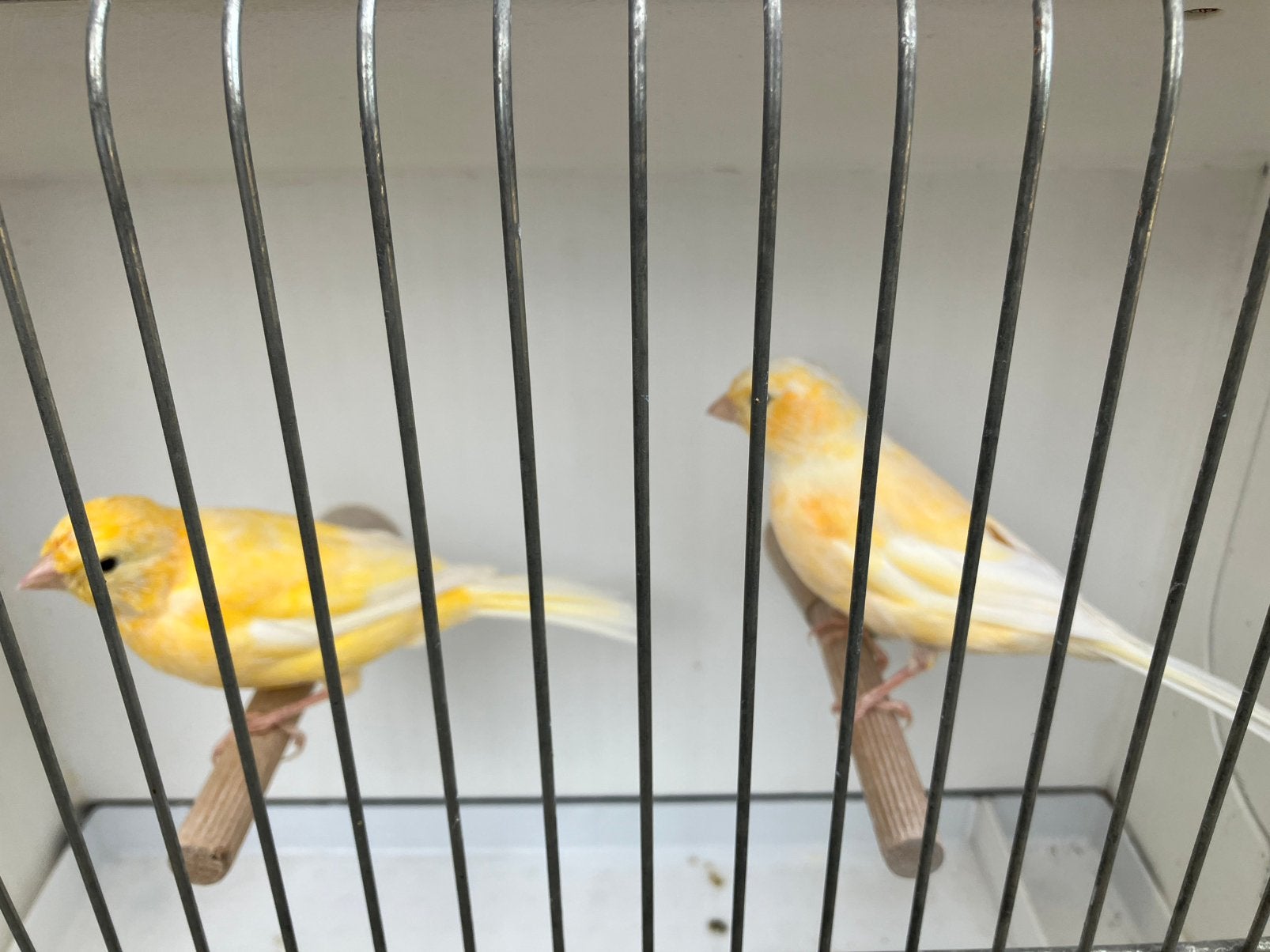 2 oranje kanaries, Dieren en Toebehoren, Vogels | Kanaries, Meerdere dieren, Kleurkanarie