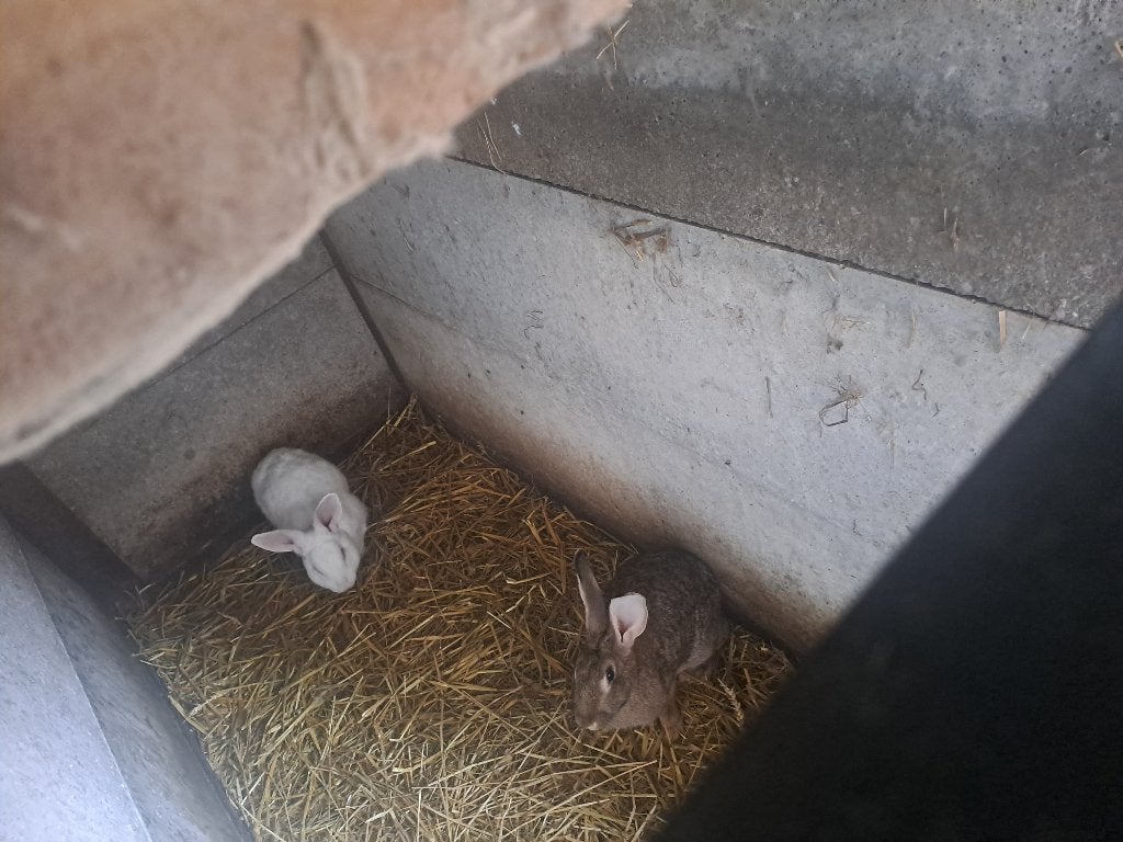 Vlees konijnen, Meerdere dieren, Groot, 0 tot 2 jaar