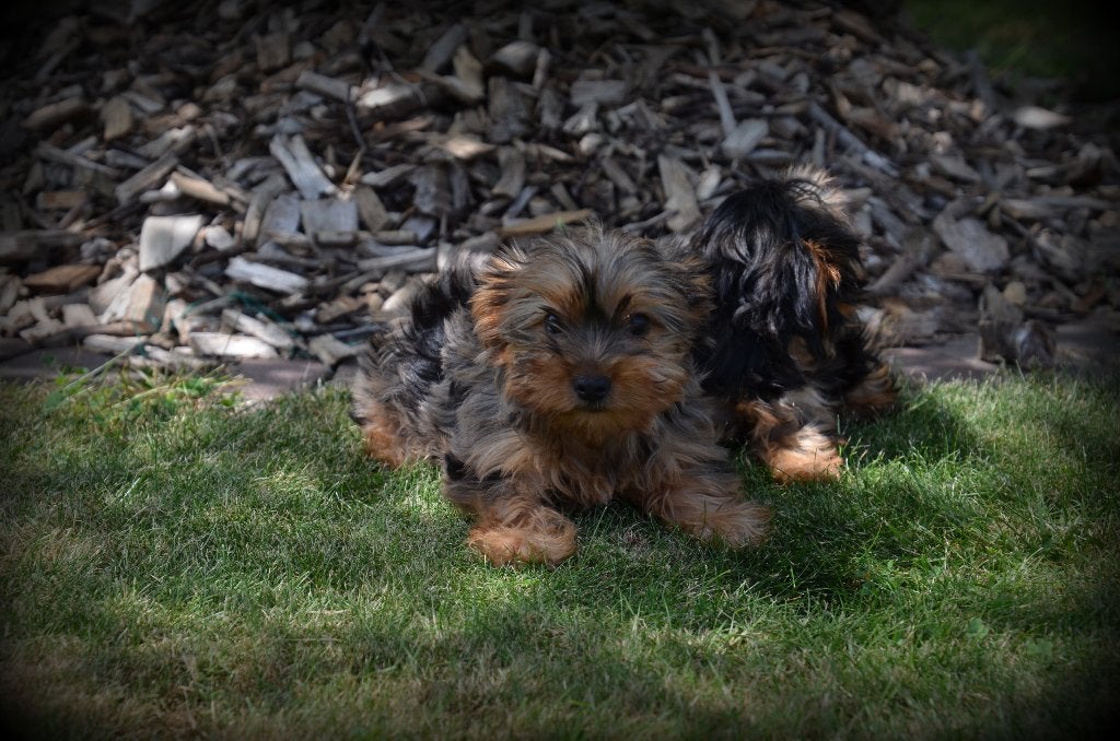 Chiots Yorkshire Terrier - filles, Animaux & Accessoires, Yorkshire Terrier, Chienne, Belgique, Plusieurs