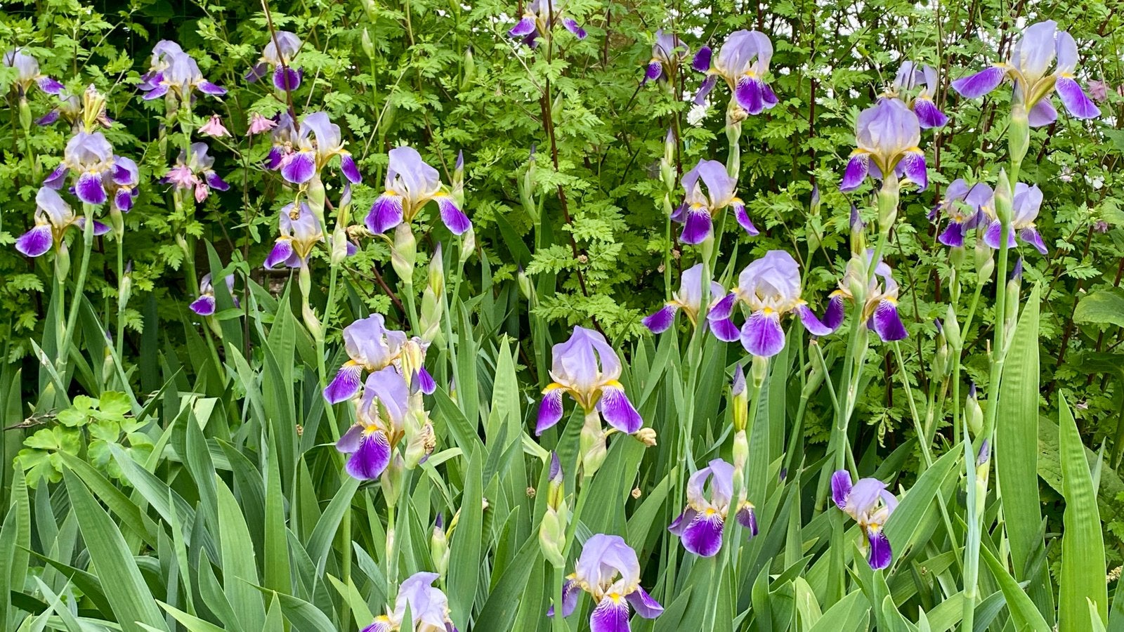 Baardirissen, Tuin en Terras, Planten | Tuinplanten, Volle zon, Vaste plant, Lente, Ophalen