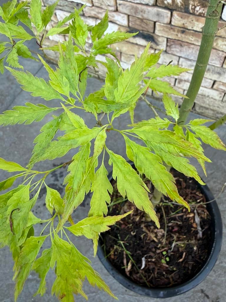 Acer palmatum ‘Tsukuma No’, japanse esdoorn, Enlèvement, Automne