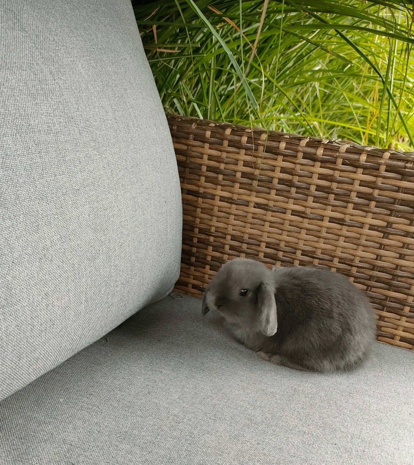 minilop blauw, Sexe inconnu, Nain, Oreilles tombantes, 0 à 2 ans