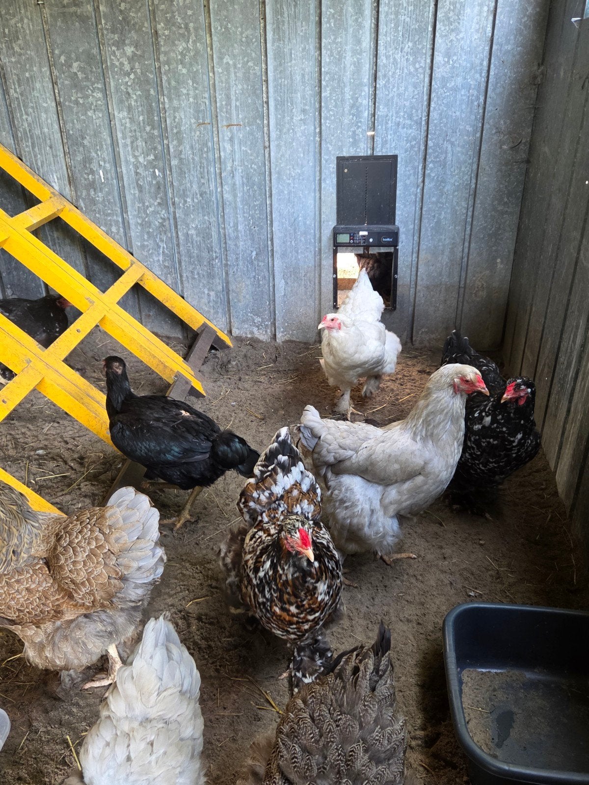 Brahma hennen, Dieren en Toebehoren