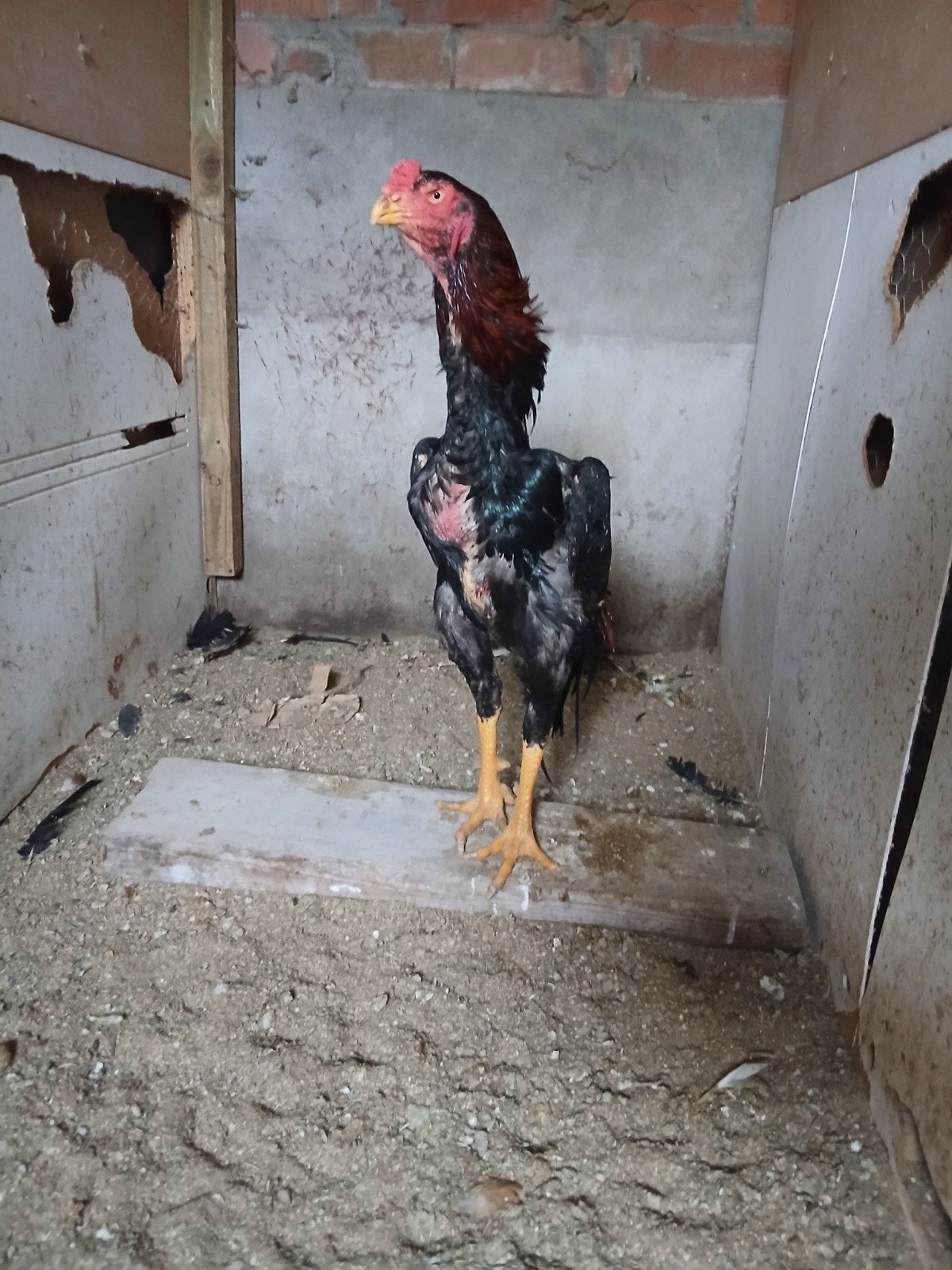 Shamo 2025, Dieren en Toebehoren