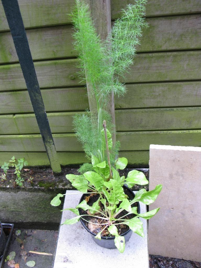 Plant de fenouil sauvage  en pot, Plein soleil, Été, Enlèvement, Plantes potagères