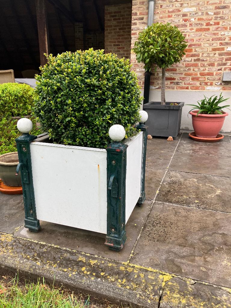 4" versaillebakken  met ilex bol", Ophalen, Gebruikt, Vierkant, Binnen