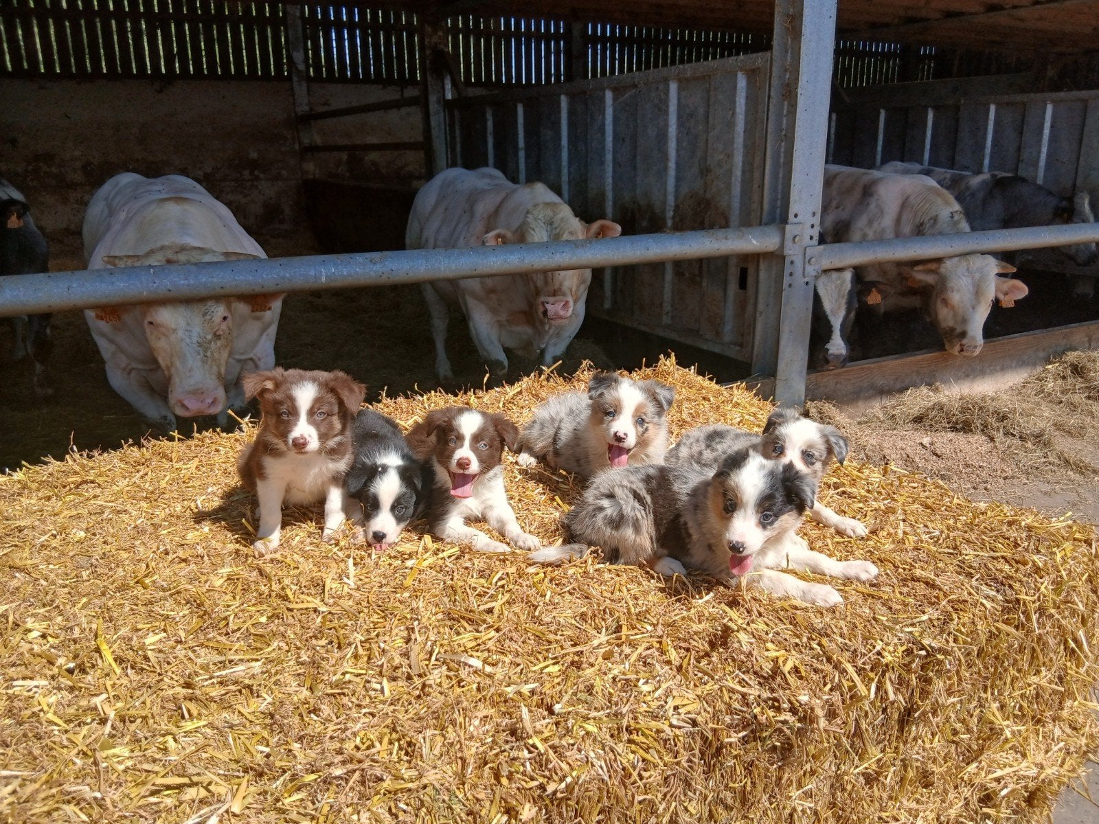 Border collie, Dieren en Toebehoren, Honden | Herdershonden en Veedrijvers, Meerdere dieren, Collie, Fokker | Professioneel, Meerdere