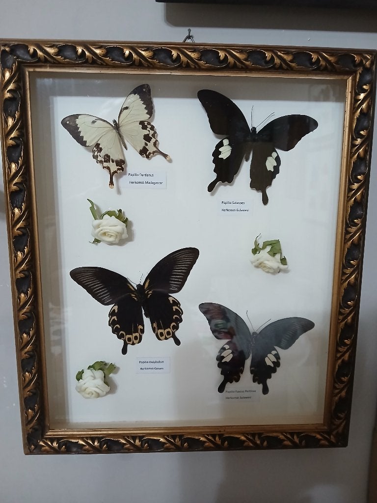Taxidermy, Ophalen of Verzenden, Zo goed als nieuw, Insect, Opgezet dier