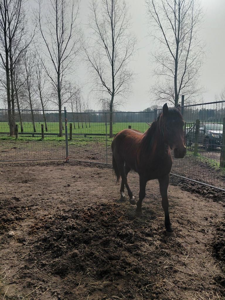 D pony 3 jaar, Merrie