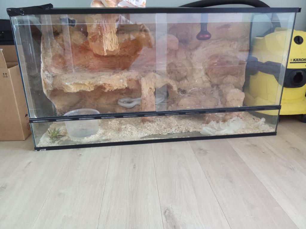 Albino elaphe gutatta slang met terrarium, Dieren en Toebehoren, Slang, Met terrarium, 3 tot 6 jaar