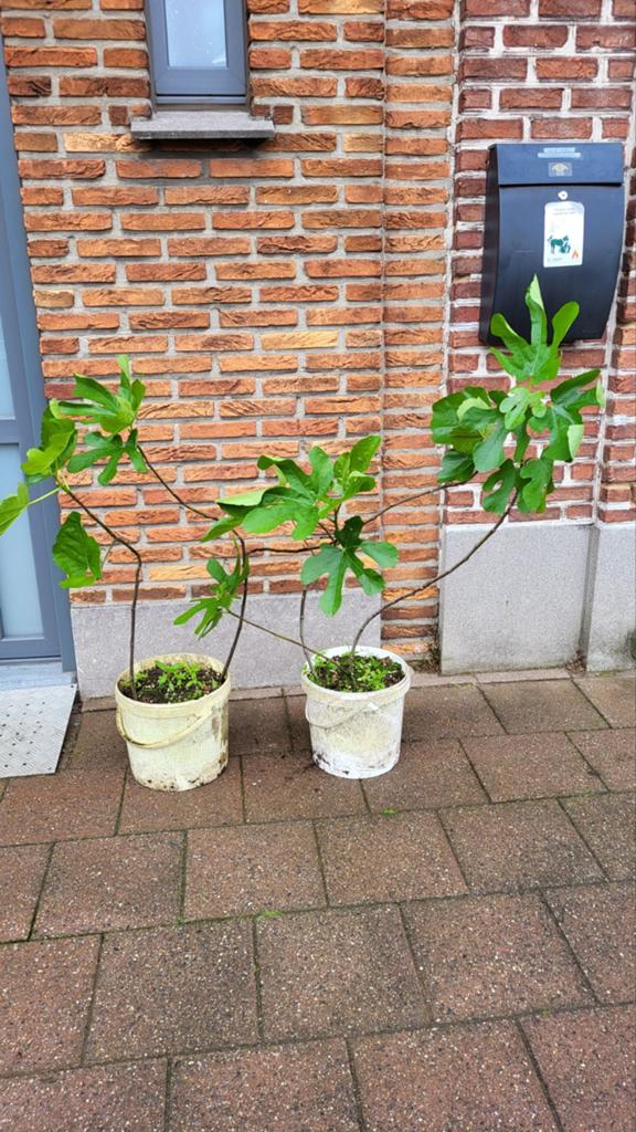 Vijgenbomen (per stuk voor 25 euro) Winterhard, Tuin en Terras, Planten | Fruitbomen, Ophalen