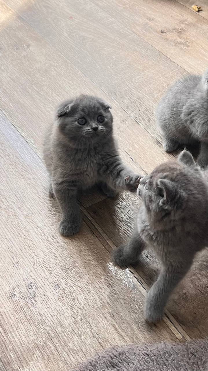 Chatos, Animaux & Accessoires, Chats & Chatons | Chats de race | Poil ras, Chatte ou Chat, Avec pedigree